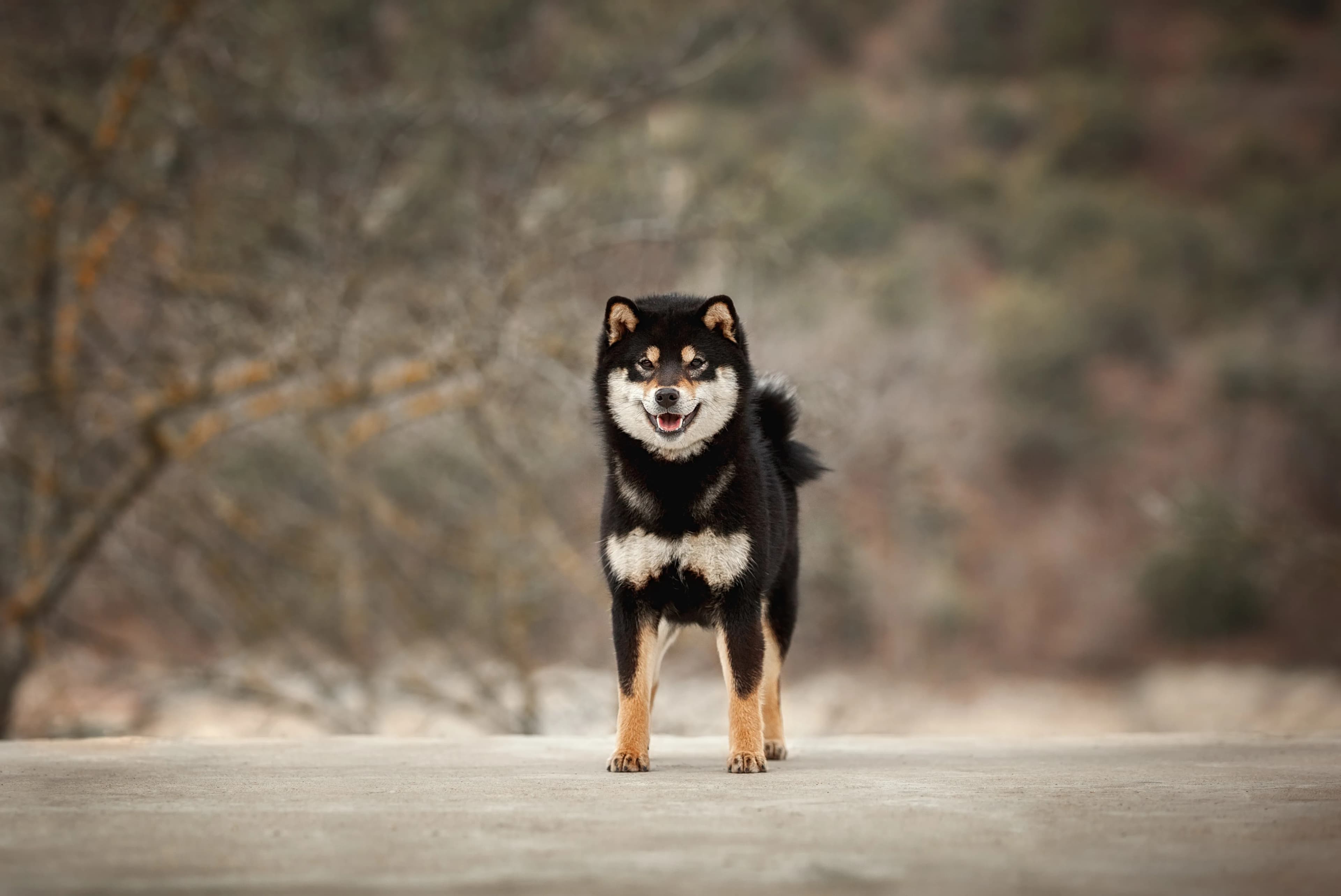 TERRA ASTREYA PRADA KRISTINA VERONIKA - фон