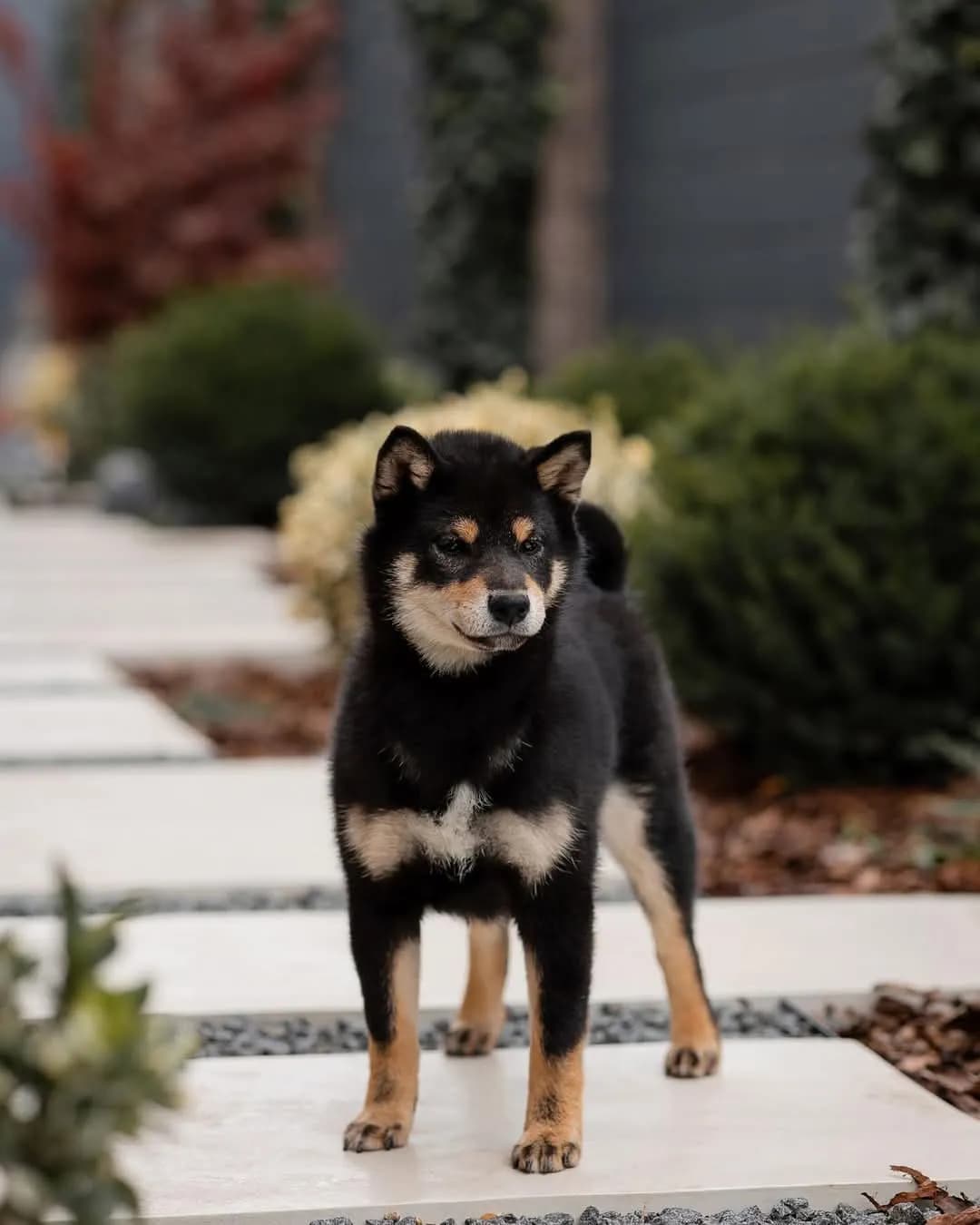 TERRA ASTREYA MEGUMI NO KUROKOMACHI - фон