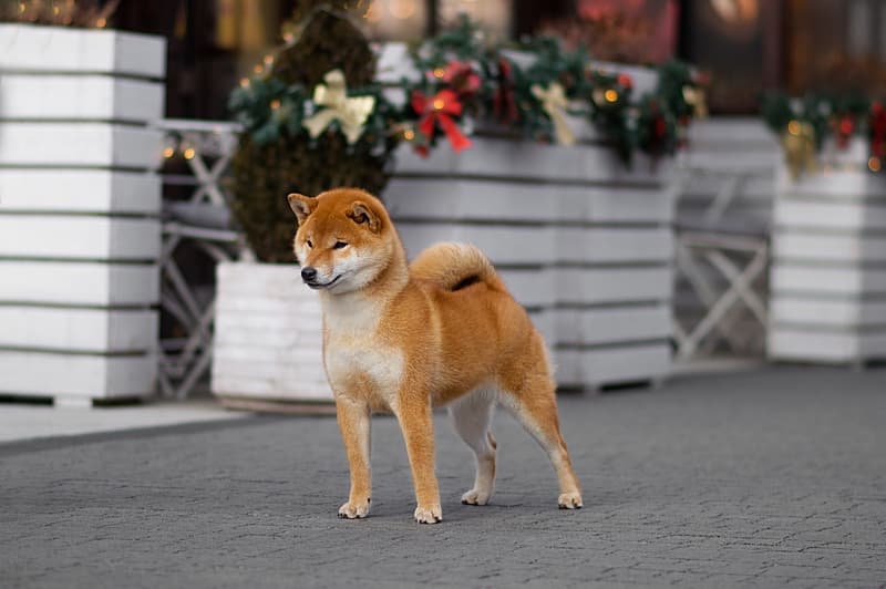 TERRA ASTREYA PAMELA ANNA MARIA