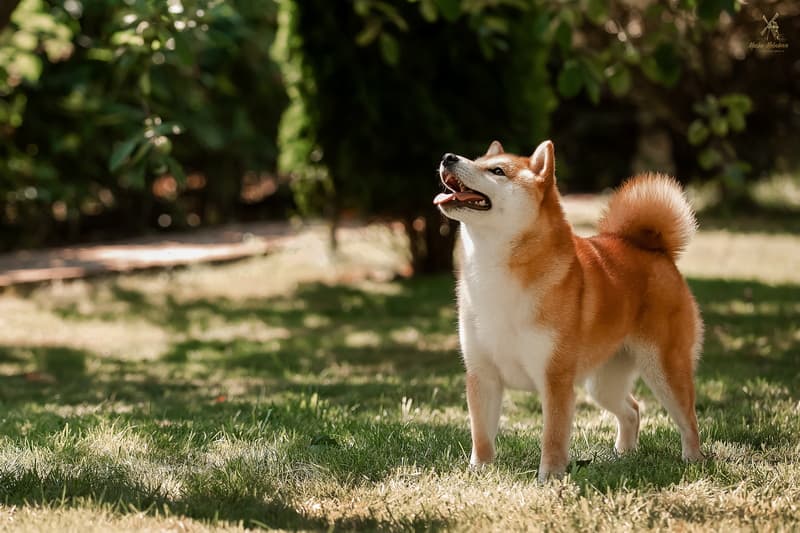 TERRA ASTREYA EIMI TEKERA
