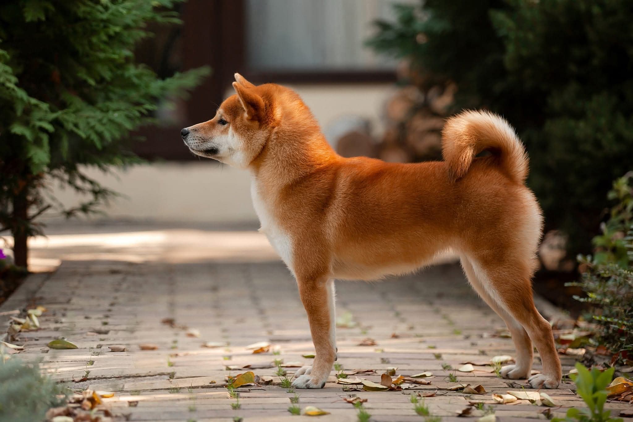 TERRA ASTREYA LIV ROSALYN MONROE