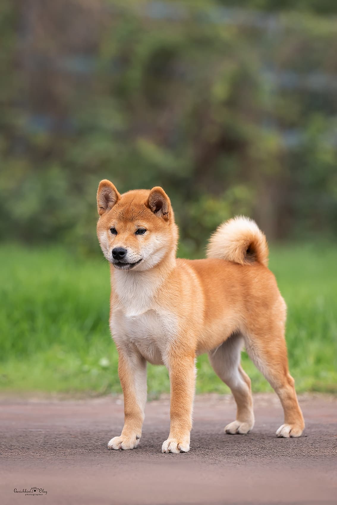 SHARM GRAIS AOI BENITORA