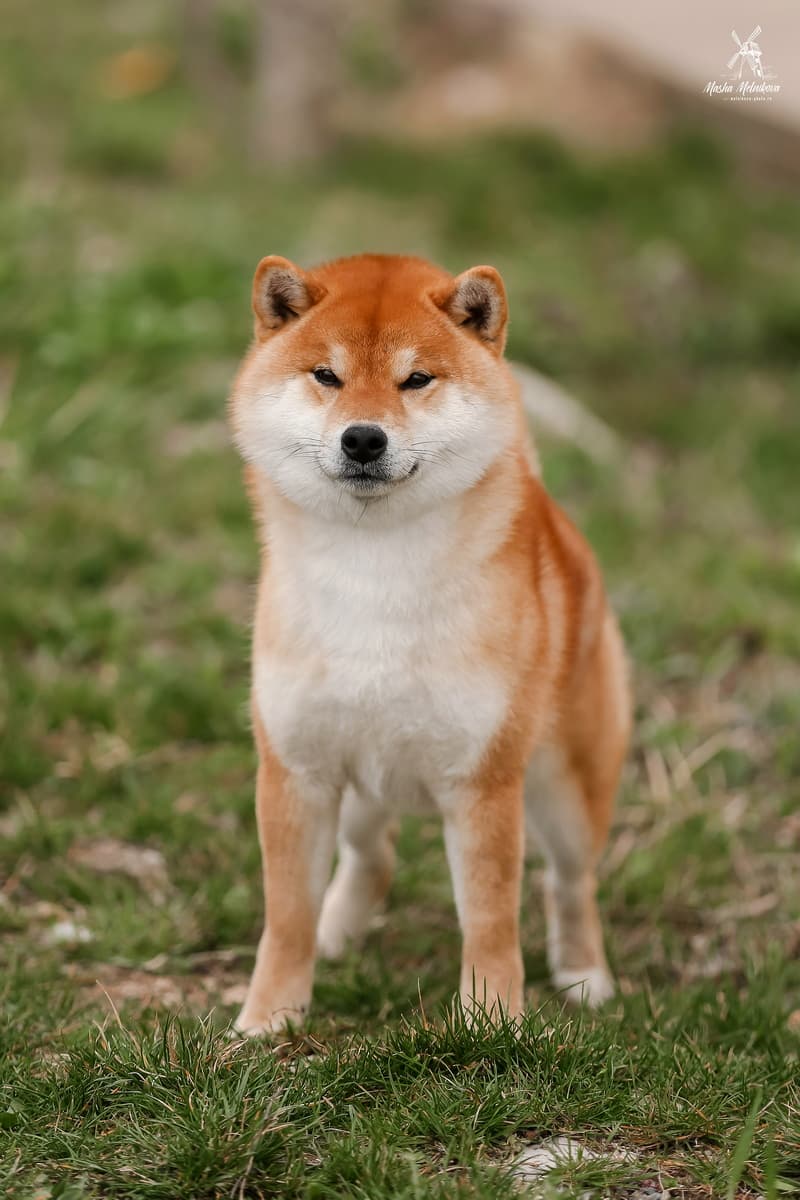 TERRA ASTREYA WAKAI OSHIO