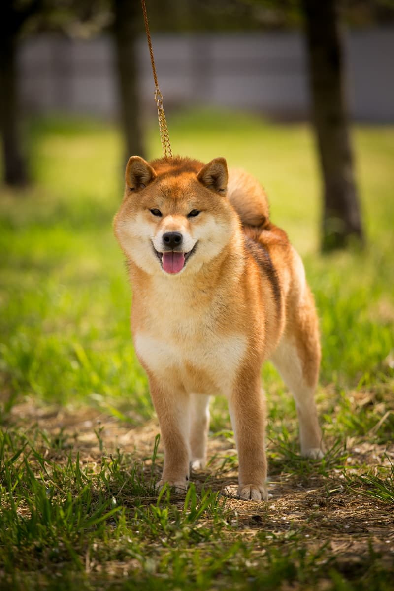 TOYOKHARA SHIBA PEARL OF LOVE