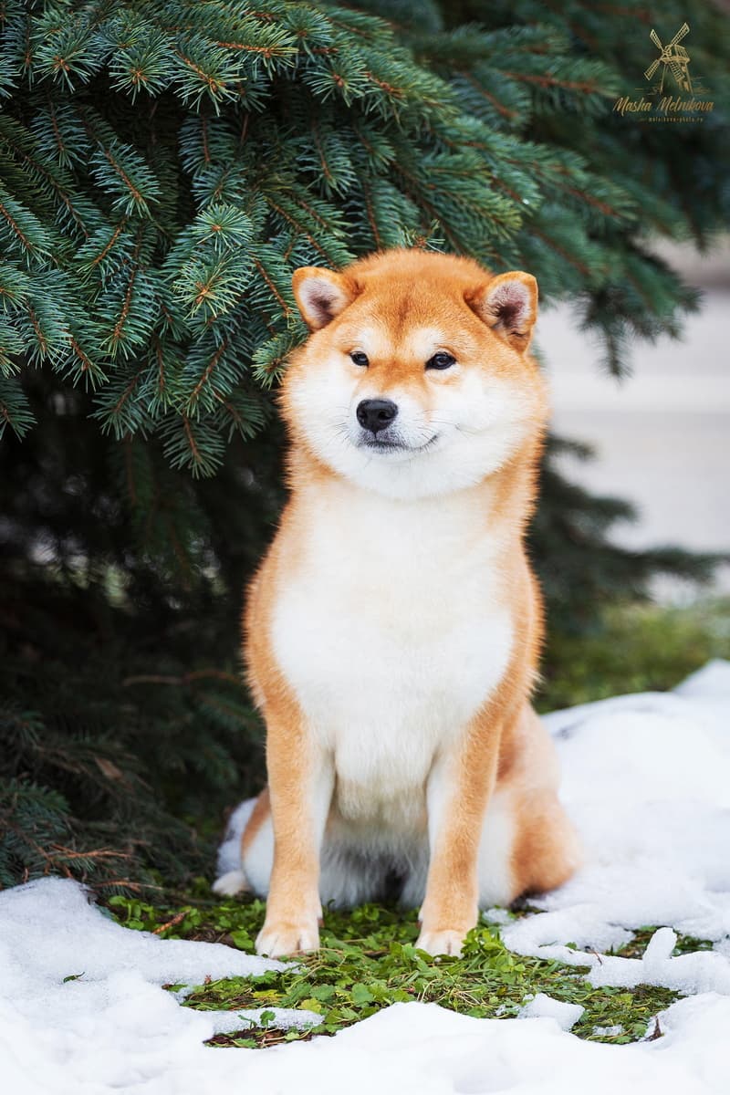 TERRA ASTREYA HARUKA MASANISHIKIHIME