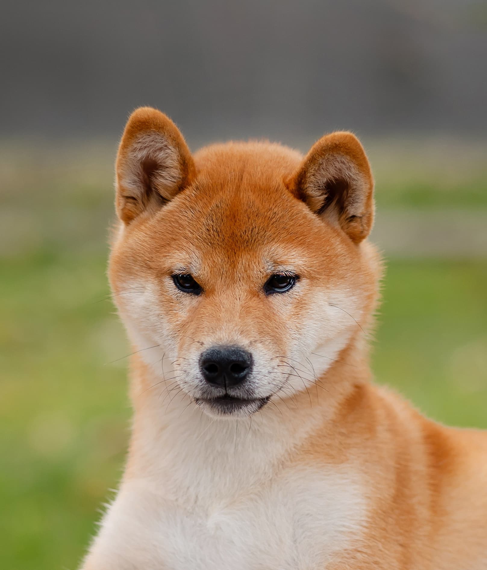 SHARM GRAIS AOI BENITORA