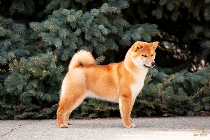 HIMITSU TERRA ASTREYA