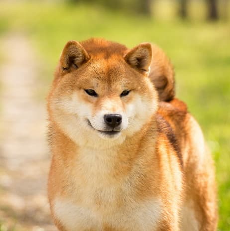 TOYOKHARA SHIBA PEARL OF LOVE