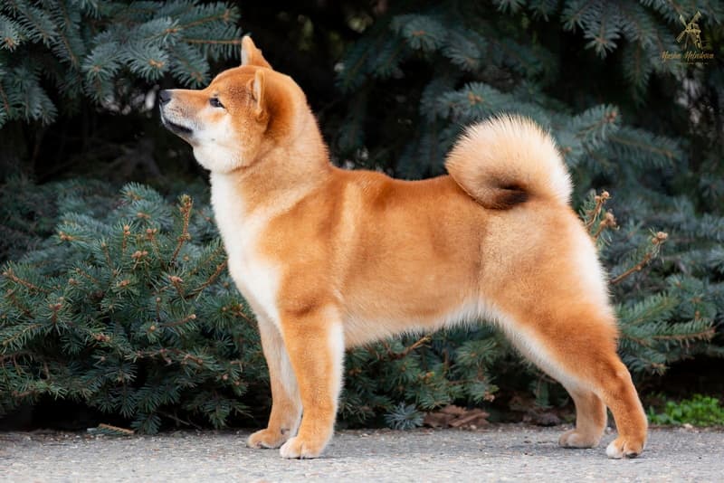 HIMITSU TERRA ASTREYA