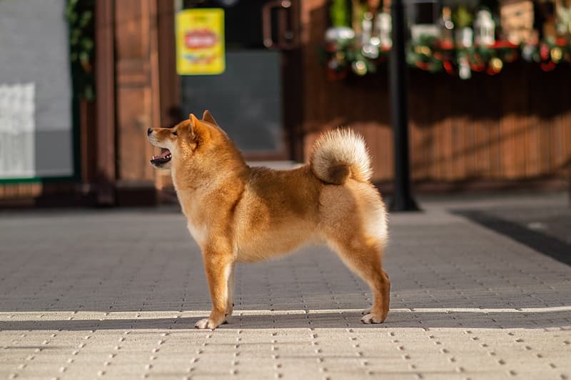 TOYOKHARA SHIBA PRINCE OF MY HEART