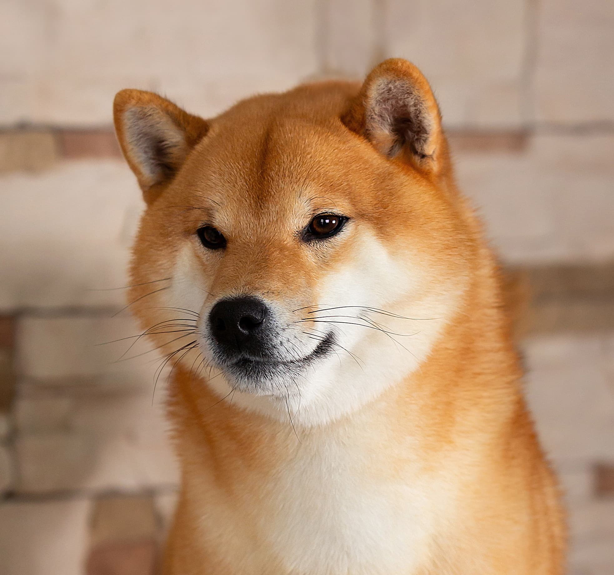 TERRA ASTREYA CHISEI SATO