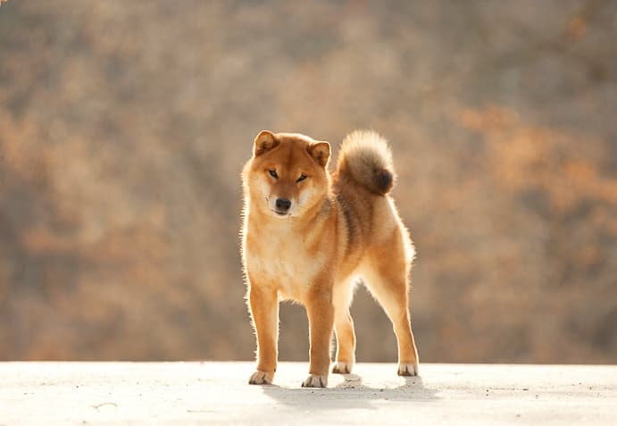 TOYOKHARA SHIBA PRINCE OF MY HEART