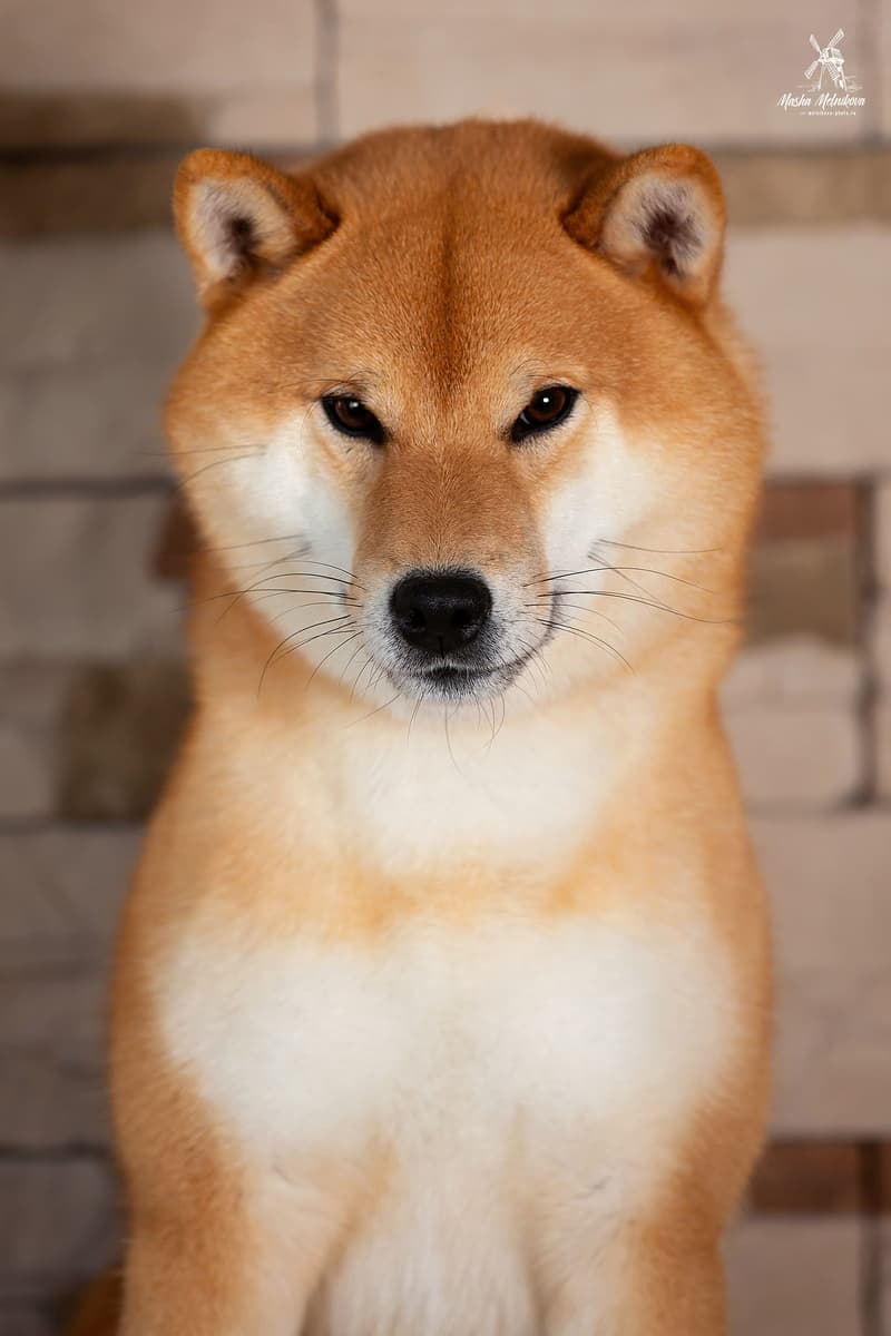 TERRA ASTREYA CHISEI SATO