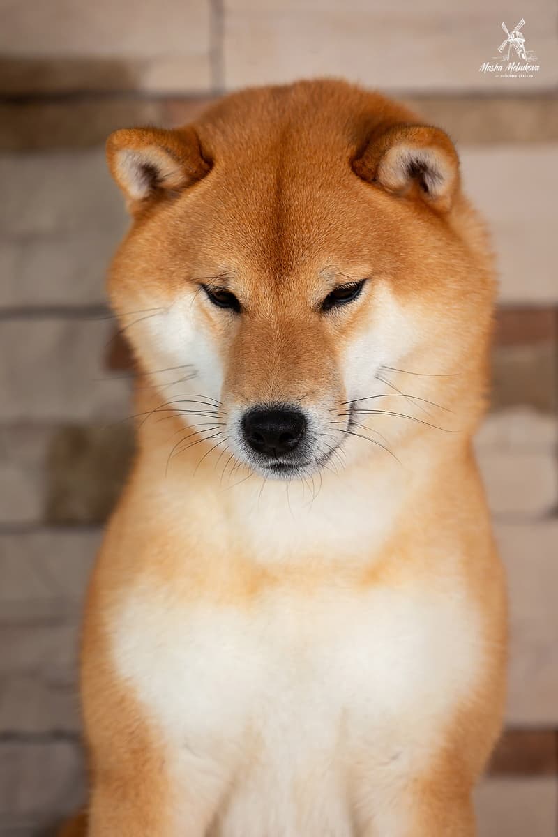 TERRA ASTREYA CHISEI SATO