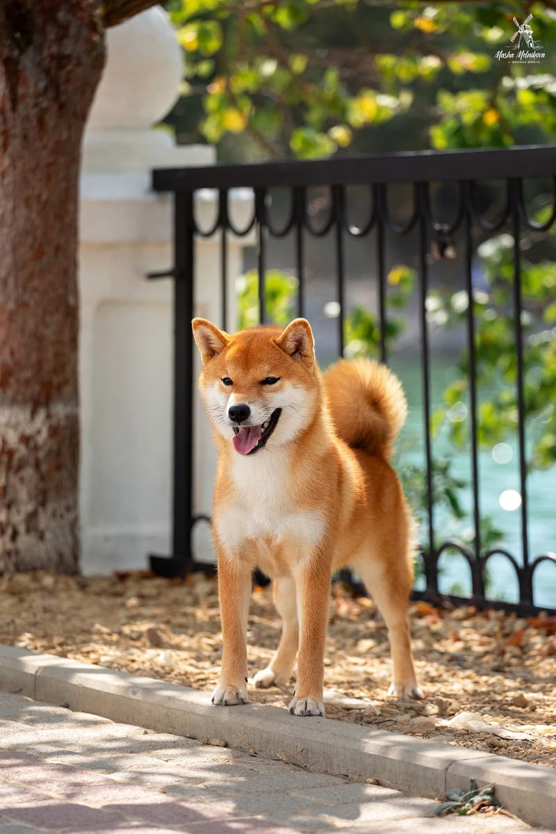 TERRA ASTREYA BENIKOMACHI