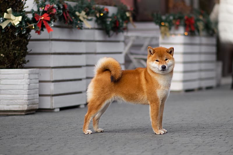 TERRA ASTREYA PAMELA ANNA MARIA