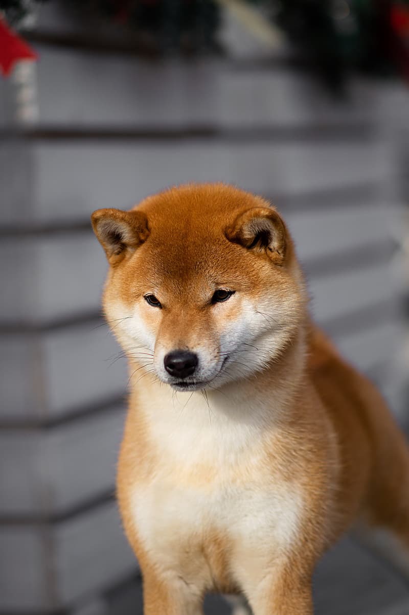 TERRA ASTREYA PAMELA ANNA MARIA