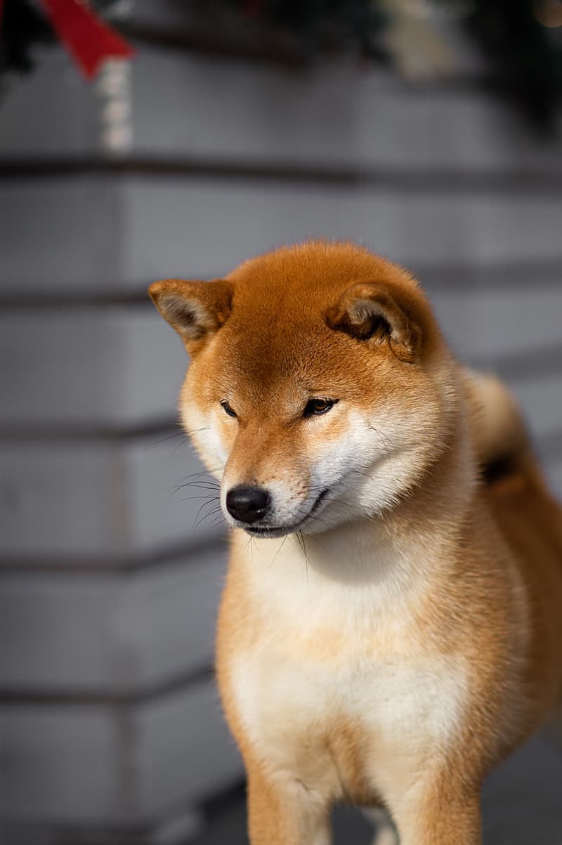 TERRA ASTREYA PAMELA ANNA MARIA