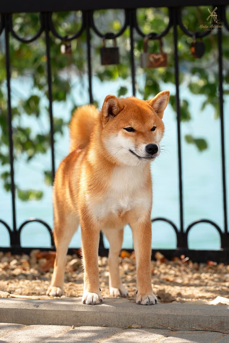 TERRA ASTREYA BENIKOMACHI