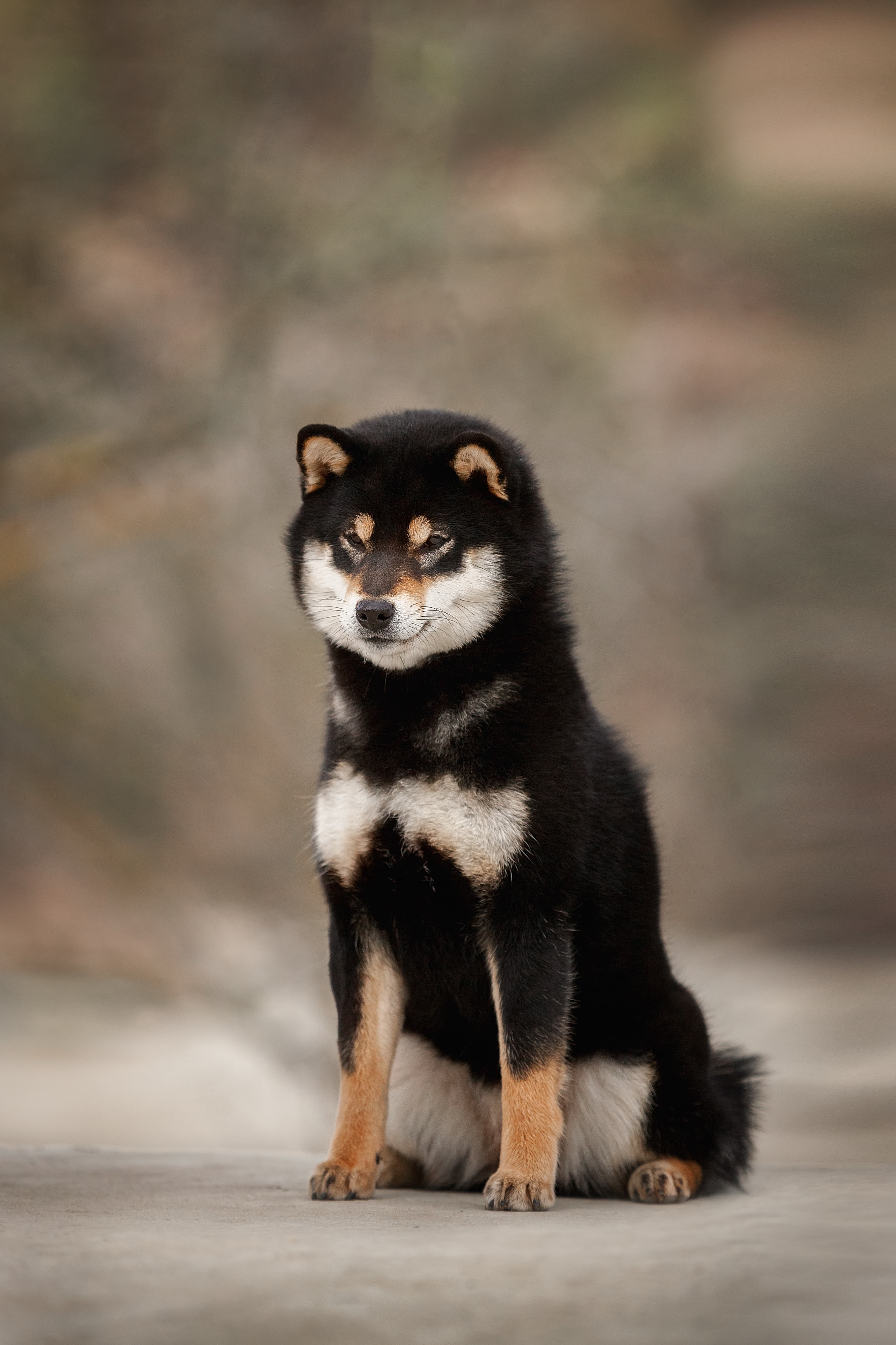 TERRA ASTREYA PRADA KRISTINA VERONIKA