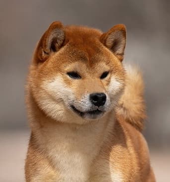 SHARM GRAIS AOI BENITORA