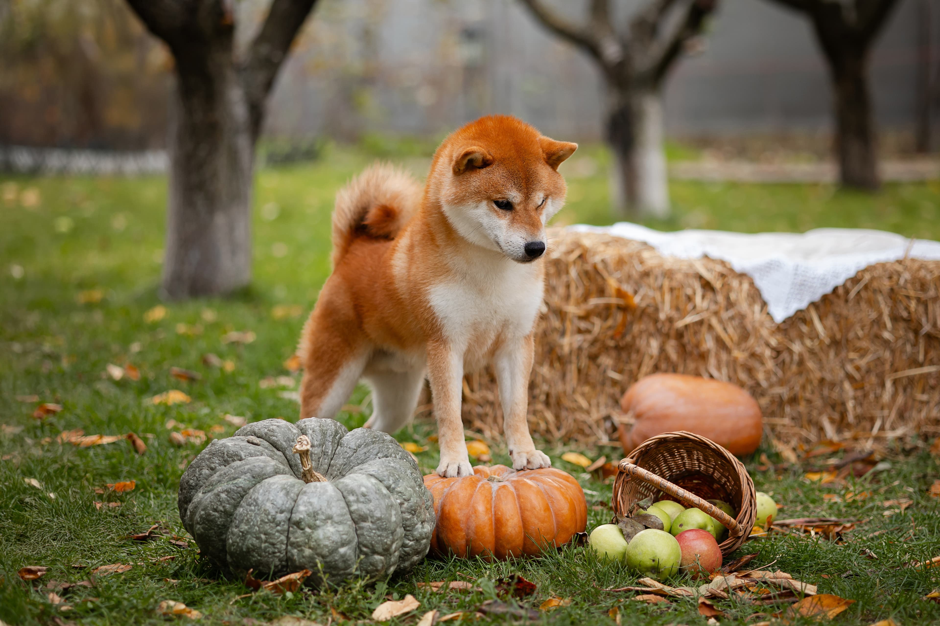 TERRA ASTREYA DENSETSU TOYO