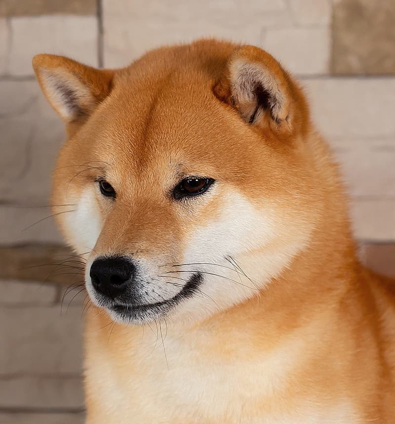 TERRA ASTREYA CHISEI SATO