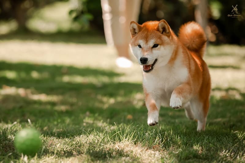 TERRA ASTREYA EIMI TEKERA