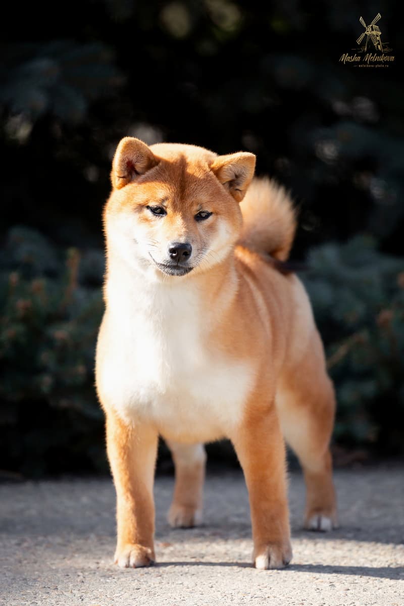 HIMITSU TERRA ASTREYA