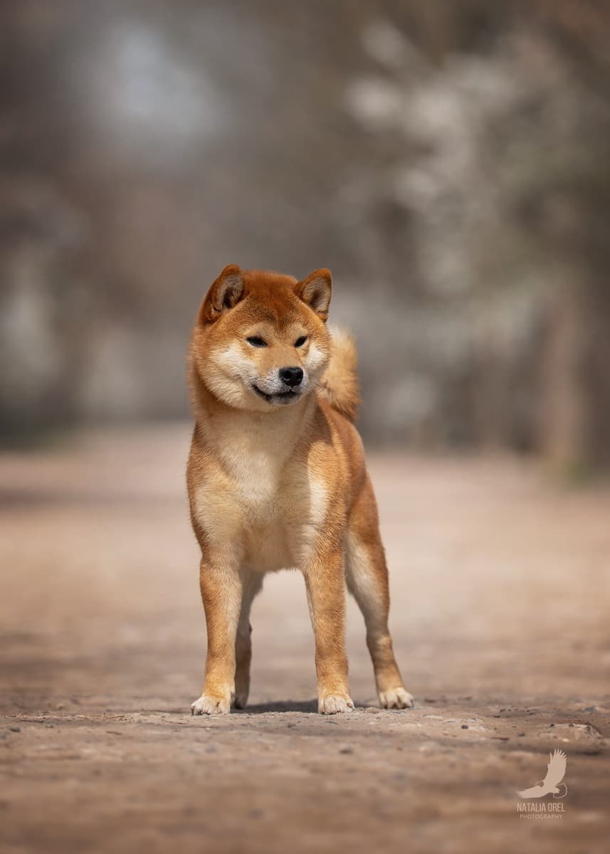 Юный Чемпион России, Юный Чемпион РКФ