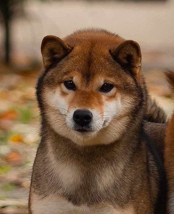 Рождение щенков. Литера "О".