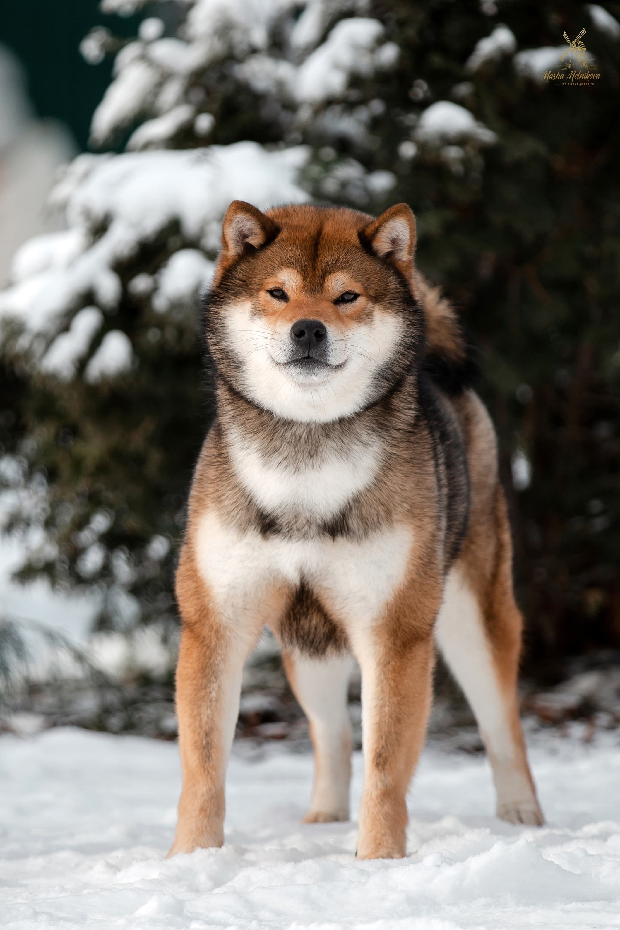 Рождение щенков. Литера "О".
