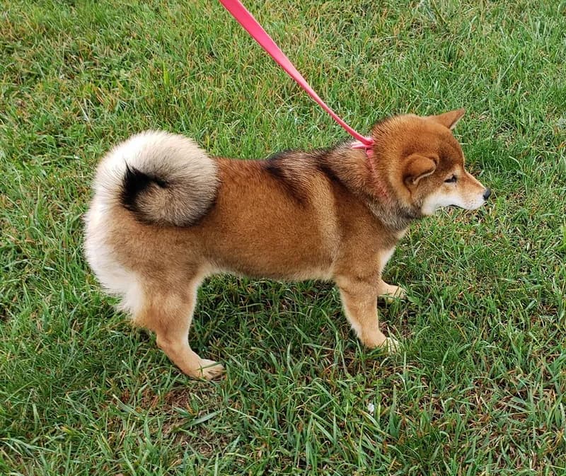 TERRA ASTREYA PERLA ADELINA ROMI