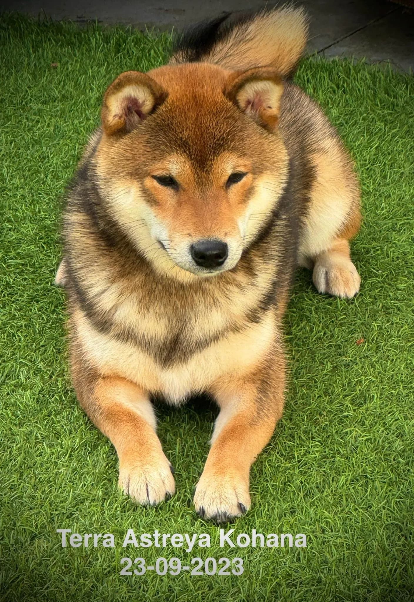 TERRA ASTREYA KOHANA