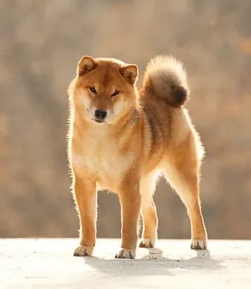 TOYOKHARA SHIBA PRINCE OF MY HEART - фон