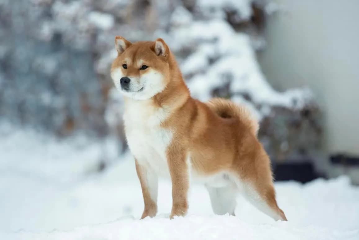 TERRA ASTREYA EIKO KEZUHIRO