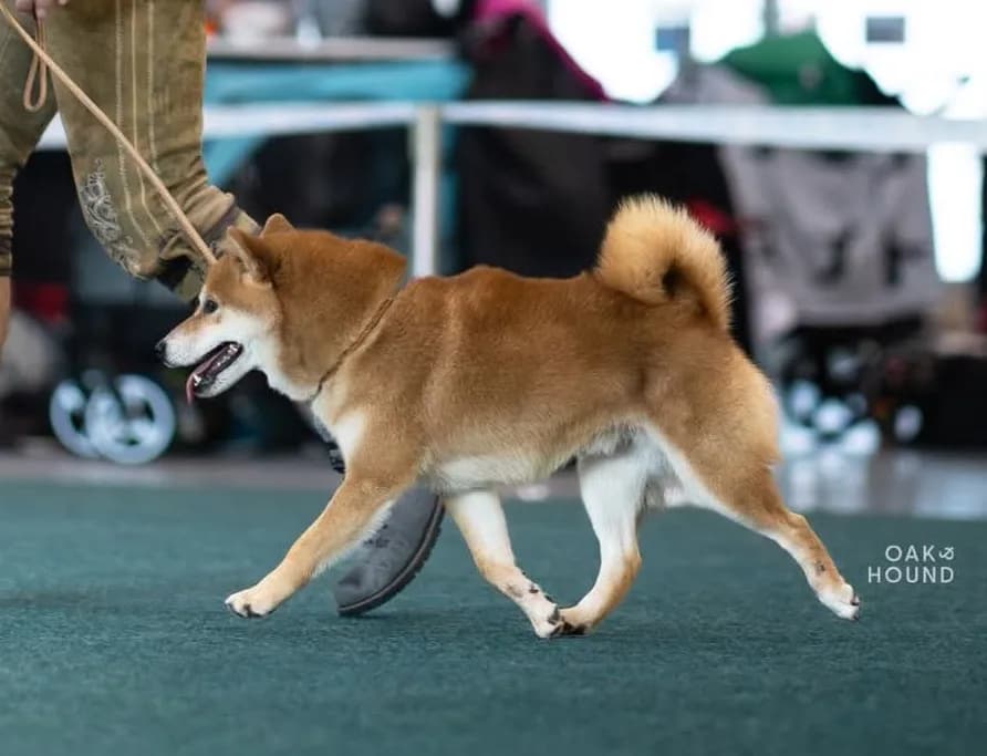 TERRA ASTREYA DILAN RAI