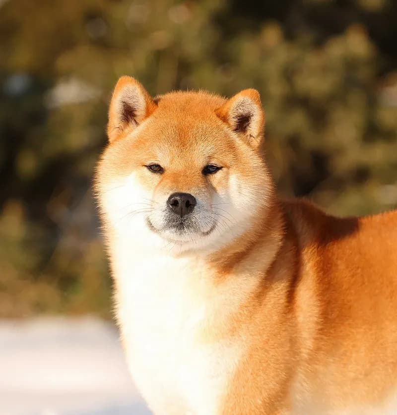 TERRA ASTREYA RYUUGENMARU