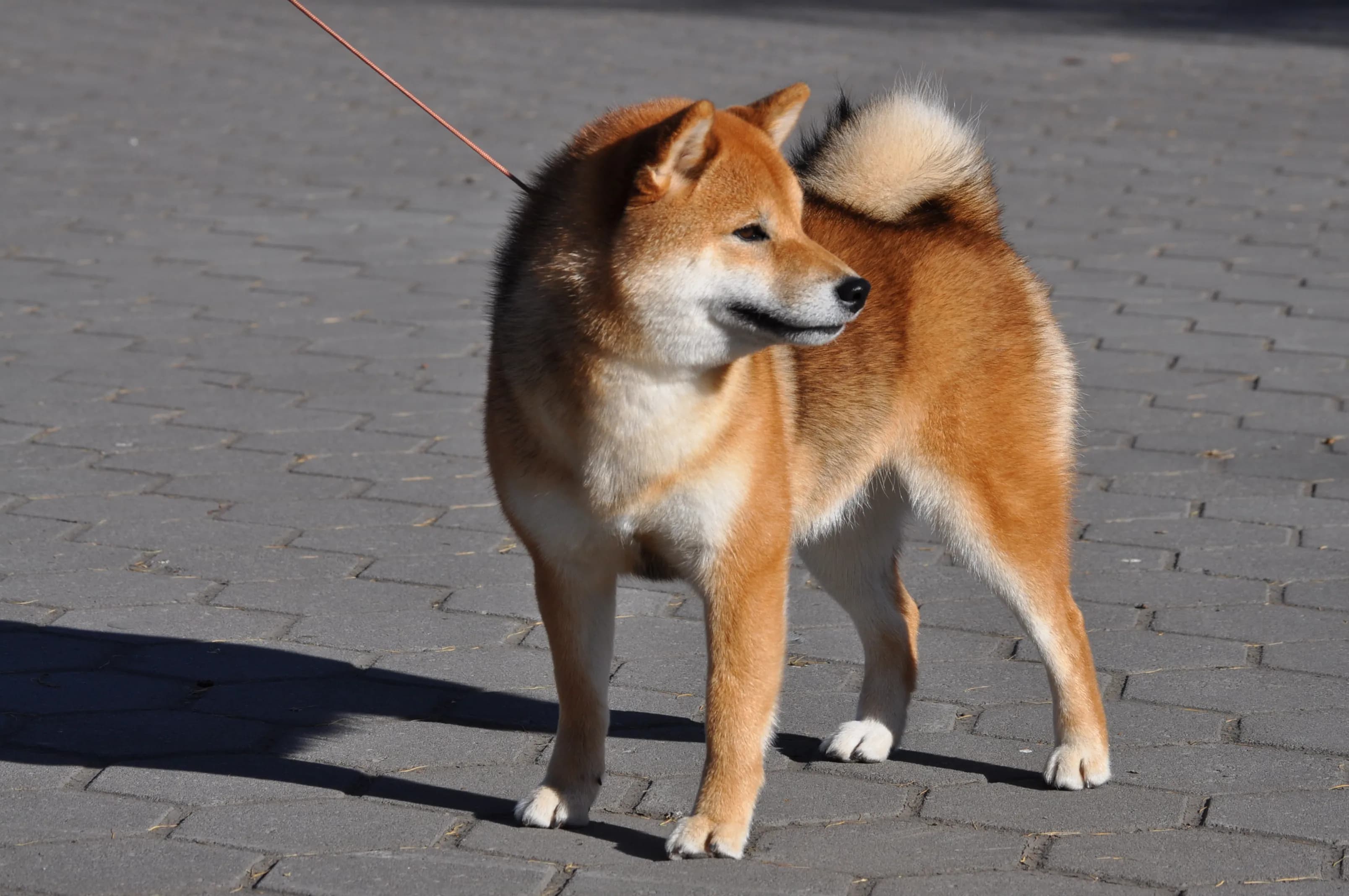 TERRA ASTREYA GENKI MUSUME