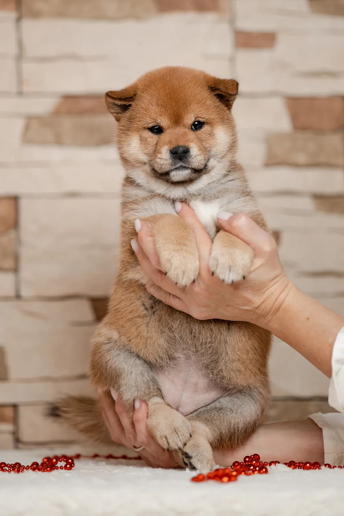 TERRA ASTREYA OHARA NEILL - фон