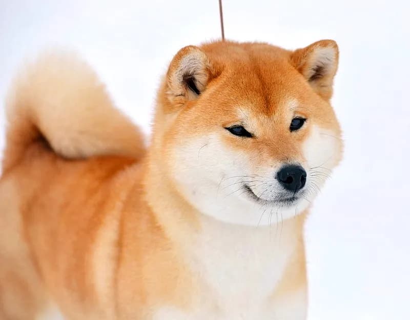 TERRA ASTREYA WABI HIKARI