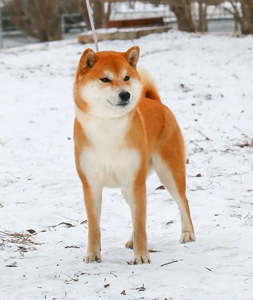 TERRA ASTREYA DAYMUSUME KATSU HATSUSHIBA