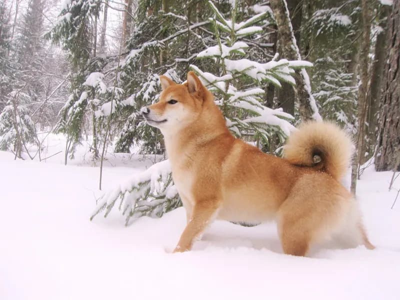 TERRA ASTREYA AYANISHIKIHIME