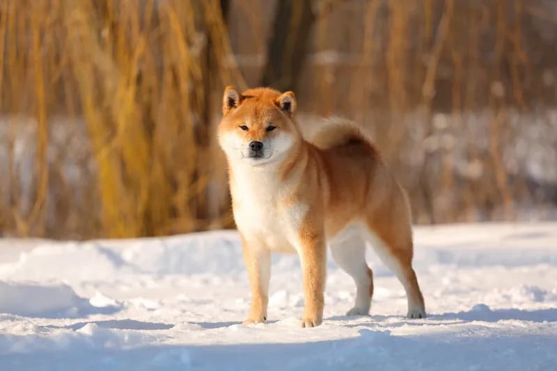 TERRA ASTREYA RYUUGENMARU