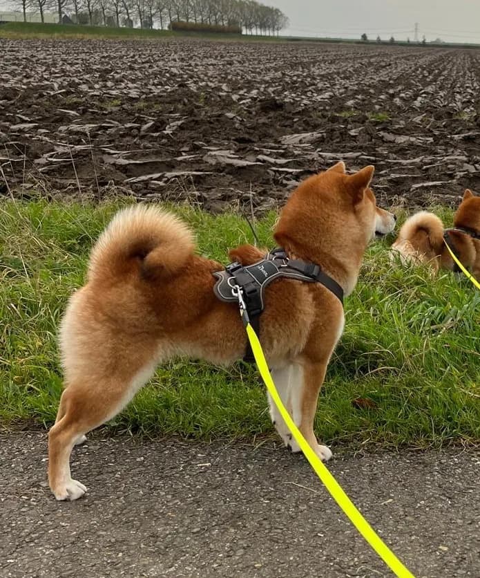 TERRA ASTREYA LAYMA VESTA STAR