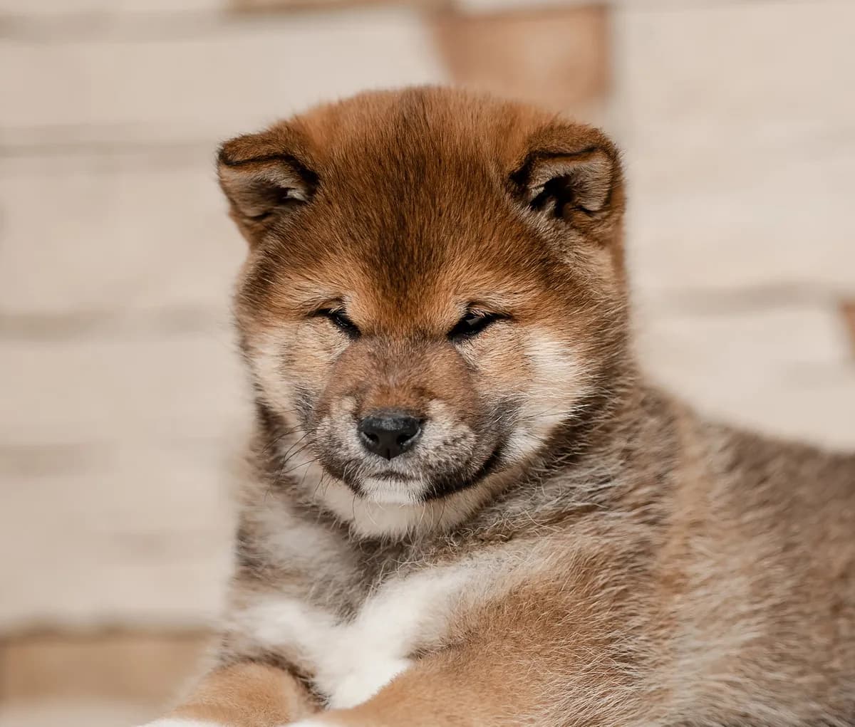 TERRA ASTREYA ORLA ROSS