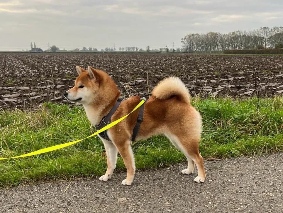 TERRA ASTREYA LILU YANA VELLA