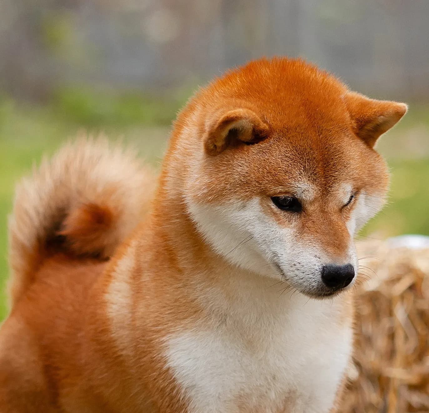 TERRA ASTREYA DENSETSU TOYO