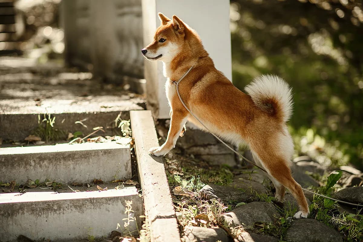 TERRA ASTREYA DENSETSU NO SUTA