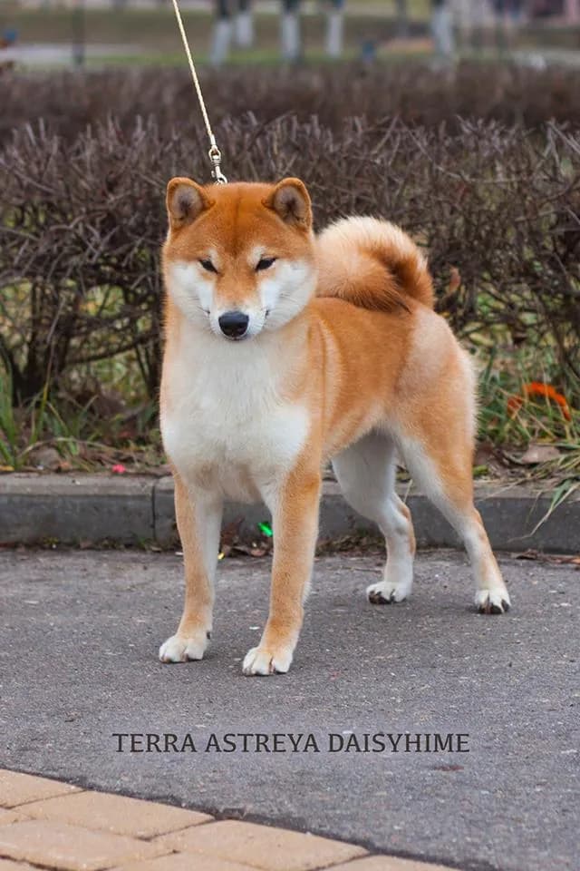 TERRA ASTREYA DAISYHIME